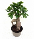 Ficus