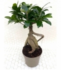 Ficus