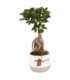 Ficus