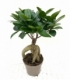 Ficus