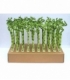 Dracaena