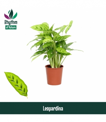 Calathea