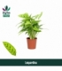 Calathea