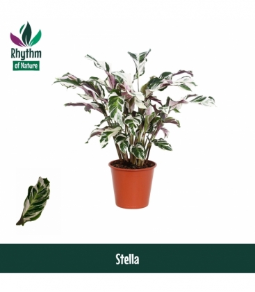 Calathea