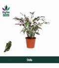 Calathea