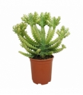 Euphorbia