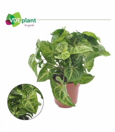 Syngonium