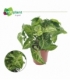 Syngonium