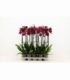 Phalaenopsis