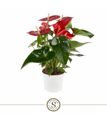 Anthurium