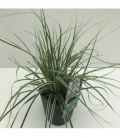 Carex