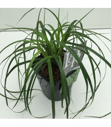 Carex
