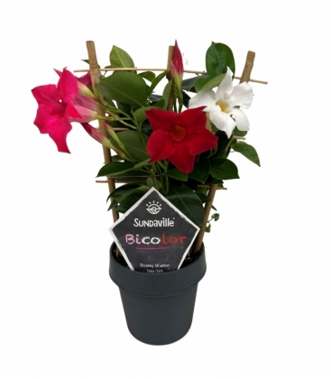 Mandevilla