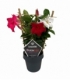 Mandevilla
