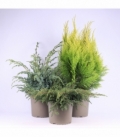 conifers