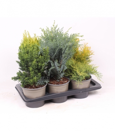 conifers