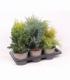conifers