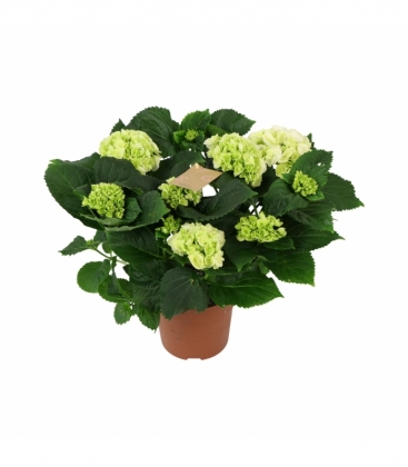 Hydrangea