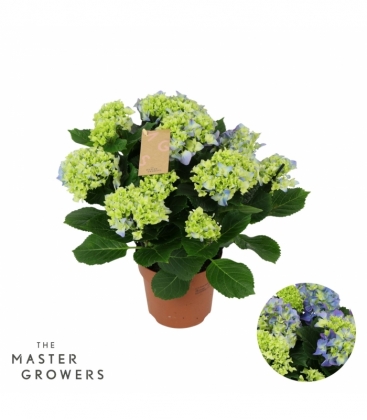 Hydrangea