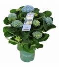 Hydrangea