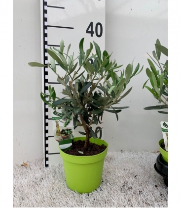 Olea