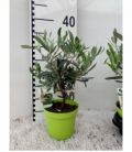 Olea