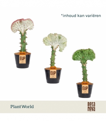 Euphorbia