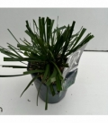 Liriope