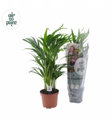 Dypsis
