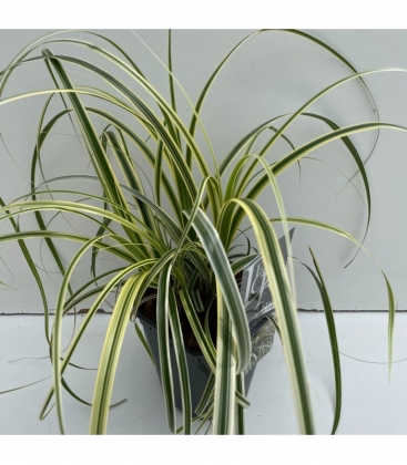 Carex
