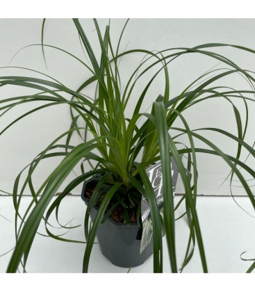 Carex