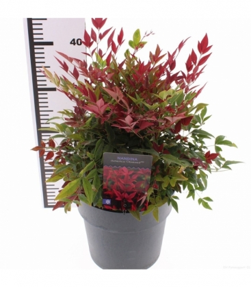 Nandina