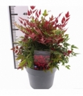 Nandina