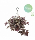 Tradescantia