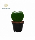 Hoya