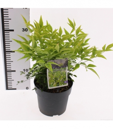 Nandina