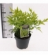 Nandina