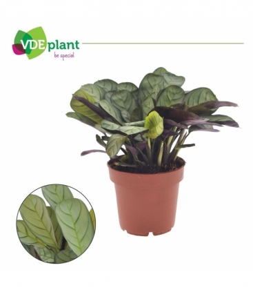Ctenanthe