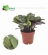 Ctenanthe