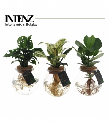 Indoor