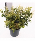 Leucothoe
