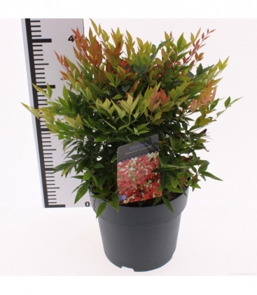 Nandina