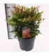 Nandina