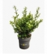 Ilex