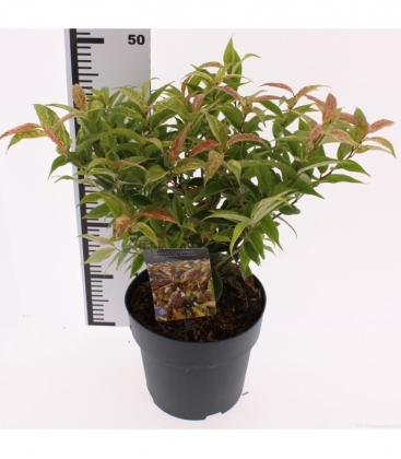 Leucothoe
