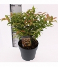 Leucothoe