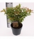 Leucothoe