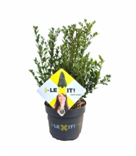 Ilex