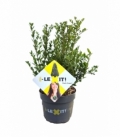 Ilex
