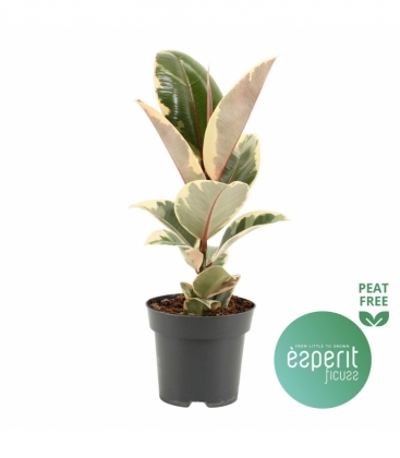 Ficus